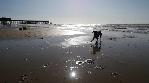 E German Wirehaired Pointer dogs run towards Hastings pier Stock Footage 117802520