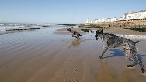 E German Wirehaired Pointer dogs drops ball on beach slow motion 動画素材 117804967