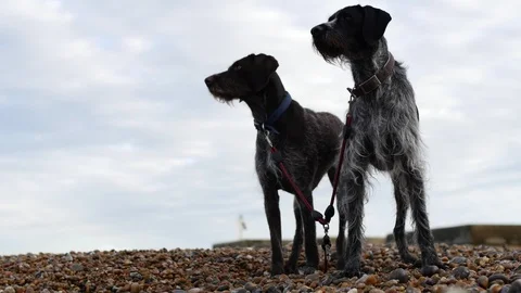 E German Wirehaired Pointer dogs on a beach 4K Stock Footage 118382291