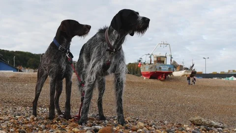 E German Wirehaired Pointer dogs on fishing beach 4K Stock Footage 118383146