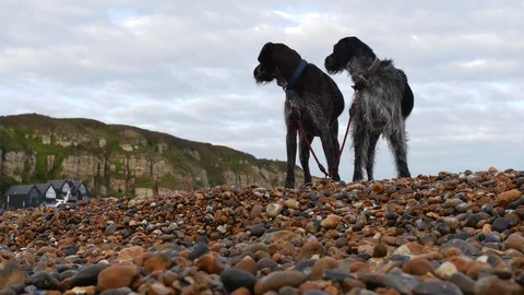 E German Wirehaired Pointer dogs Hastings cliff background 4K Stock Footage 118387459
