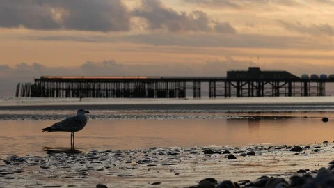 E Golden light with seagulls in foreground and pier in distance 4K Stock Footage 118236022