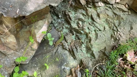E Green Lizard Juvenile Sitting Rocks 116 Stock Footage 337987197