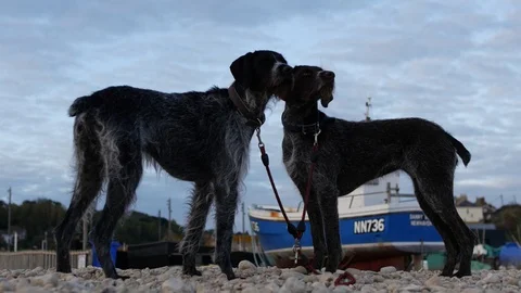 E Head by head German Wirehaired Pointer dogs 4K 動画素材 118433396