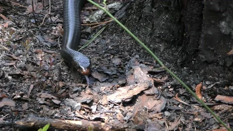 E. Indigo Snake (Drymarchon couperi), hunting, Alabama, USA Stock Footage 188530300
