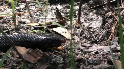 E. Indigo Snake (Drymarchon couperi), hunting, Alabama, USA Stock Footage 188531047