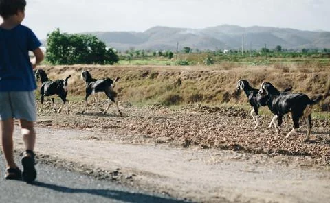 E little boy back view look far away want try catch goats move run. Healthy Stock Photos