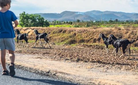 E little boy back view look far away want try catch goats move run. Healthy Stock Photos