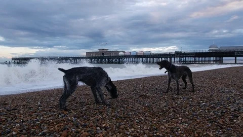 E One dog after another dogs ball 4K Stock Footage 117812996