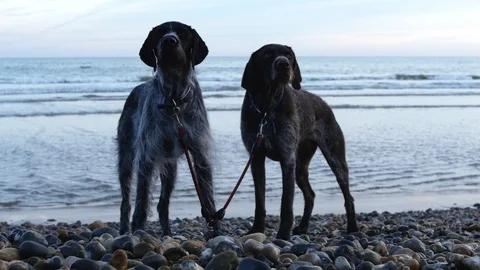 E Pebbled beach and two beautiful dogs 4K Stock Footage 118512913