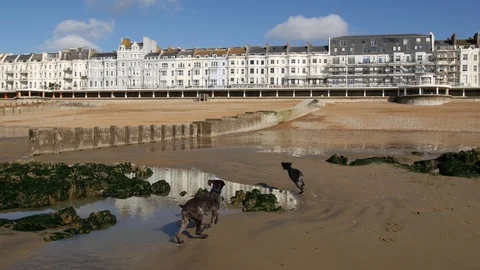 E Reflected Hastings and German Wirehaired Pointer dogs 4K Stock Footage 117809327