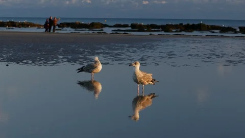 E Reflected seagulls with beach walkers 4K Stock Footage 118218410