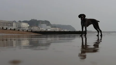 E Reflections ona beach and a dog 4K Stock Footage 123446204