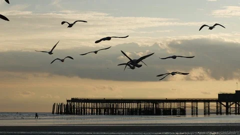 E Seagulls in flight pier in background at sunset 4K Stock Footage 118200890