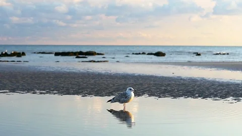 E Seagulls reflection slow motion Stock Footage 118215476