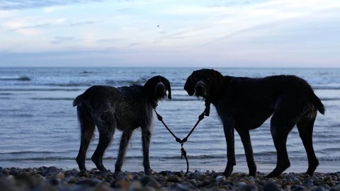 E Silhouette German Wirehaired Pointer dogs 4K Stock Footage 118434740