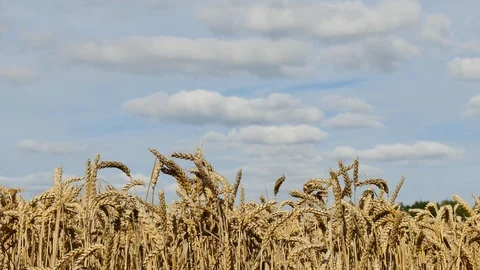 E Time lapse tilt golden crop on Organic farm 4K Stock Footage 109776726