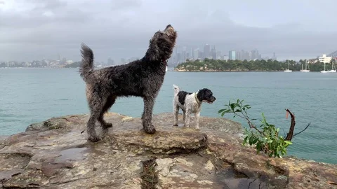 E Two dogs howling with Sydney in background 4K Stockbeeldmateriaal 110829704
