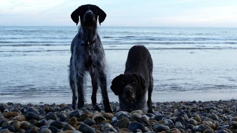 E Two German Wirehaired Pointer dogs look into camera 4K Stock Footage 118455357
