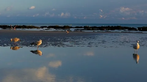 E Walking Seagull reflection slow motion Stock Footage 118217861