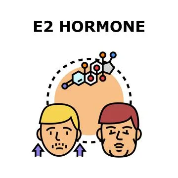 E2 hormone affecting male feminization and health Stock Illustration