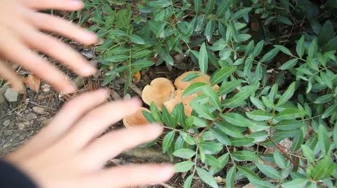 E3IMG  009 Stock Footage 890299