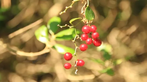 E3IMG  012 Stock Footage 890302