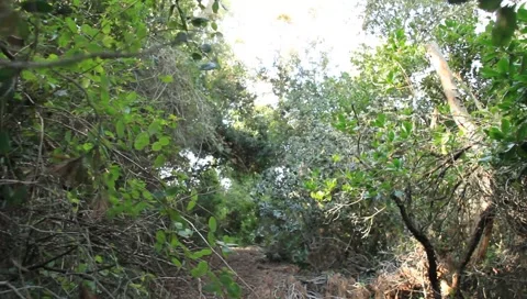 E4IMG  037 Stock Footage 915060