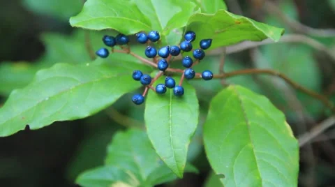 E4IMG  042 Stock Footage 913713