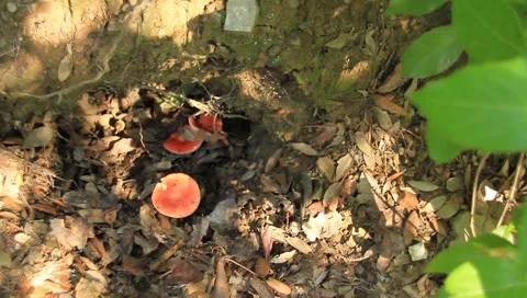 E4IMG  046 Stock Footage 915043