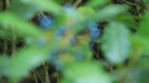 E4IMG  054 Stock Footage 913824