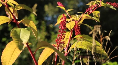 E4IMG  056 Video stock 913871