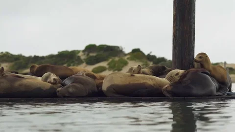 Ea Lions lounge on a floating dock in the middle of the Morro Bay Harbor. Stock Footage 107178155