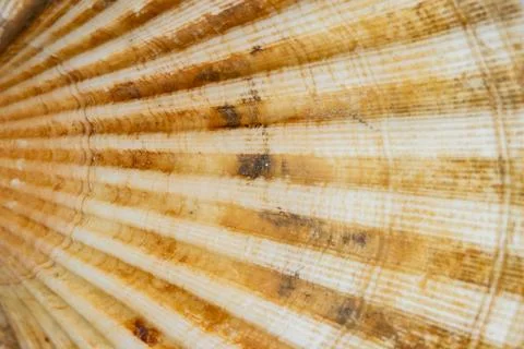 Ea scallop shell close-up texture and full shape on white background Stock Photos