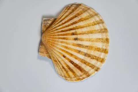 Ea scallop shell close-up texture and full shape on white background Stock Photos