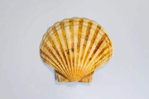 Ea scallop shell close-up texture and full shape on white background Stock Photos