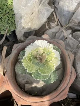 Each bloom, a tiny celebration of life. valentine, dating, romance,green, l.. Foto stock