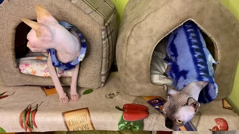 Each cat has its own comfortable soft house. The cats are dressed in warm coats. Stock Footage 262753903