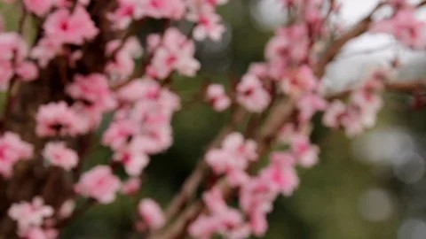 Each Focus of Dogwood Tree Stock Footage 91270628