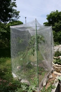 Each Fruit Protected by Mesh Bag on Tree Stock-Fotos