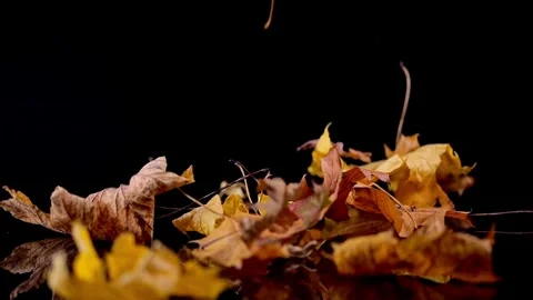 Each leaf, ablaze with autumn colors, falls slowly and reflects on a surfac.. Video stock 256000835