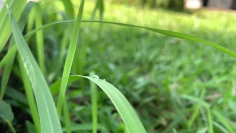 Each tiny leaf held a sparkling dew drop Stock Footage 316975459