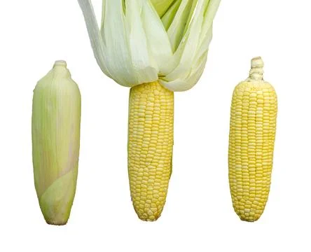 Each type of three corn cob isolated on white background with clipping path Stock-Fotos