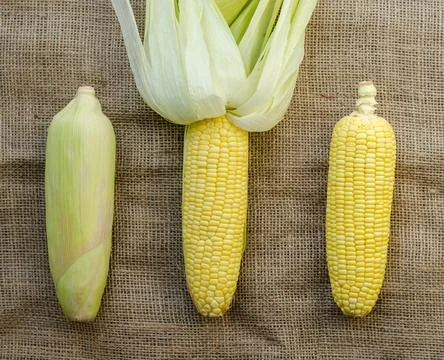Each type of three corn cob on brown sackcloth background. top view Stock Photos