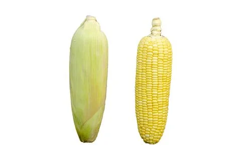 Each type of two corn cob isolated on white background with clipping path Stock Photos