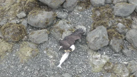Eagel with salmon 4K Stock Footage 232878356