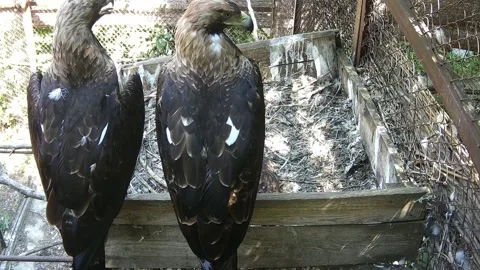 Eagels sitting in the neast Stock Footage 157587578