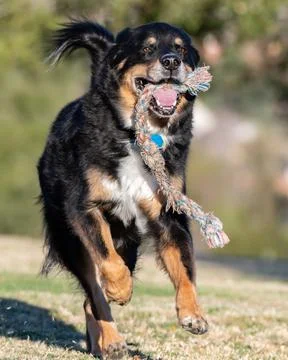 Eager attitude makes fun play time. 스톡 사진