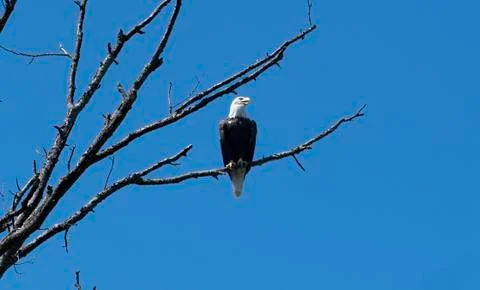 Eagle 1 Stock Photos