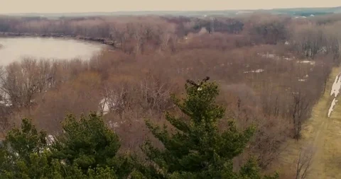 Eagle - 16s - HD30fps zoomed Stock Footage 94754601